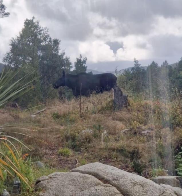 Animal Trail Sandnes (Rogaland)