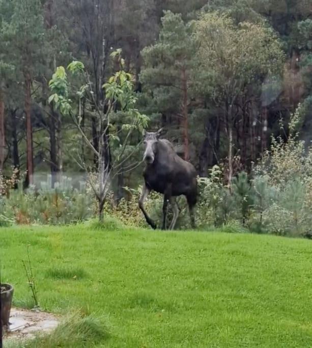 Holiday home Animal Trail